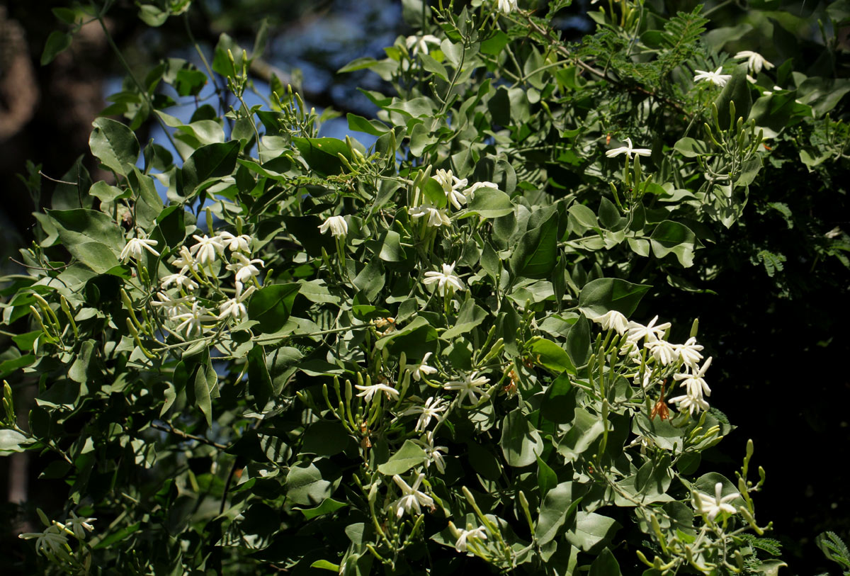 Jasminum fluminense