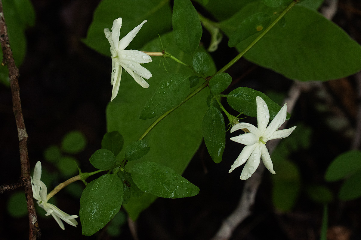 Jasminum stenolobum