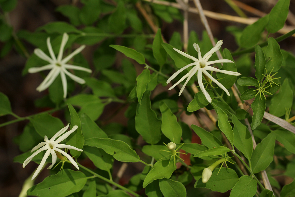 Jasminum stenolobum