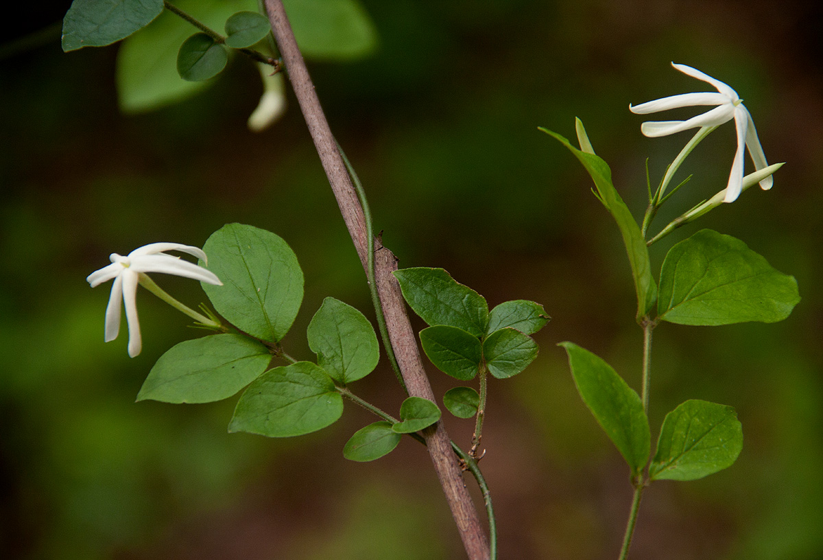 Jasminum streptopus