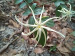 Jasminum streptopus