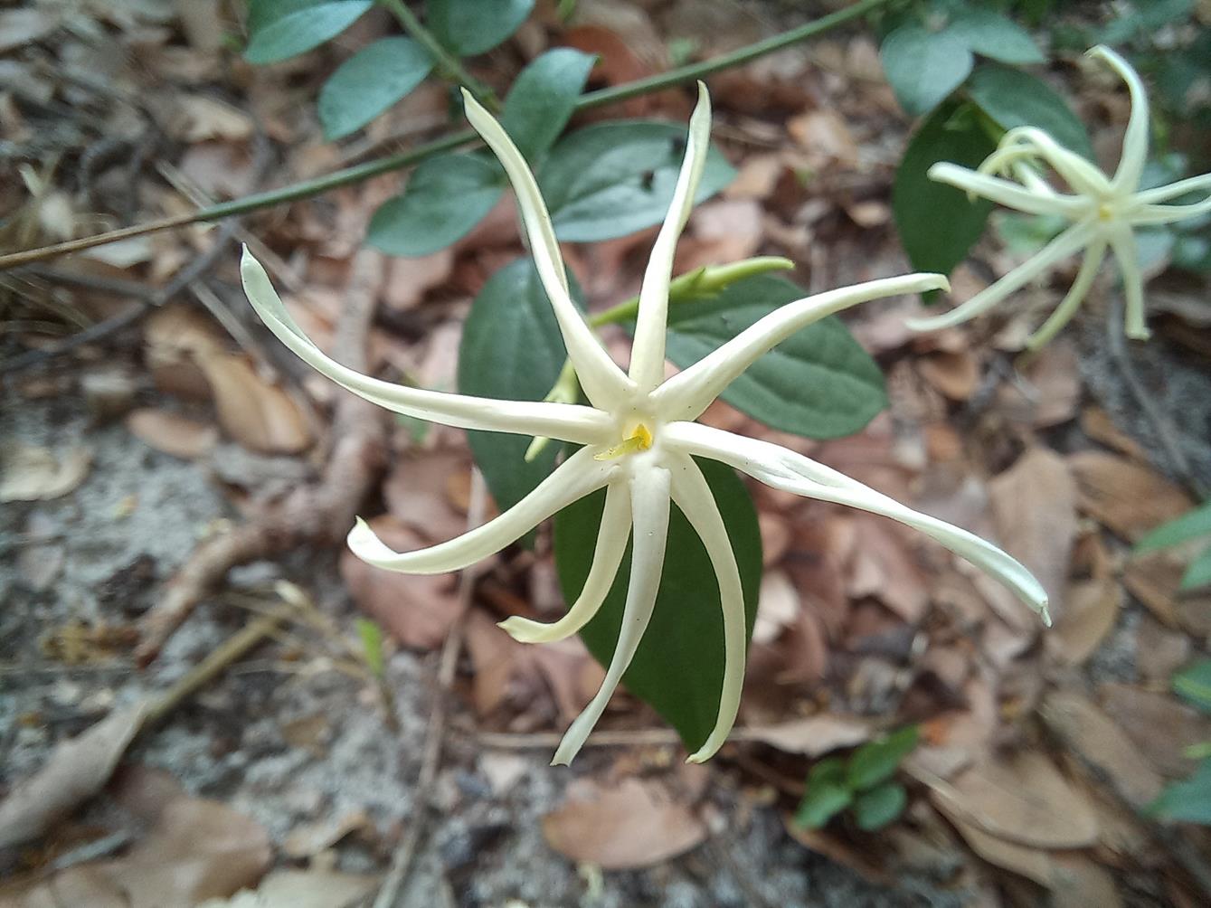 Jasminum streptopus