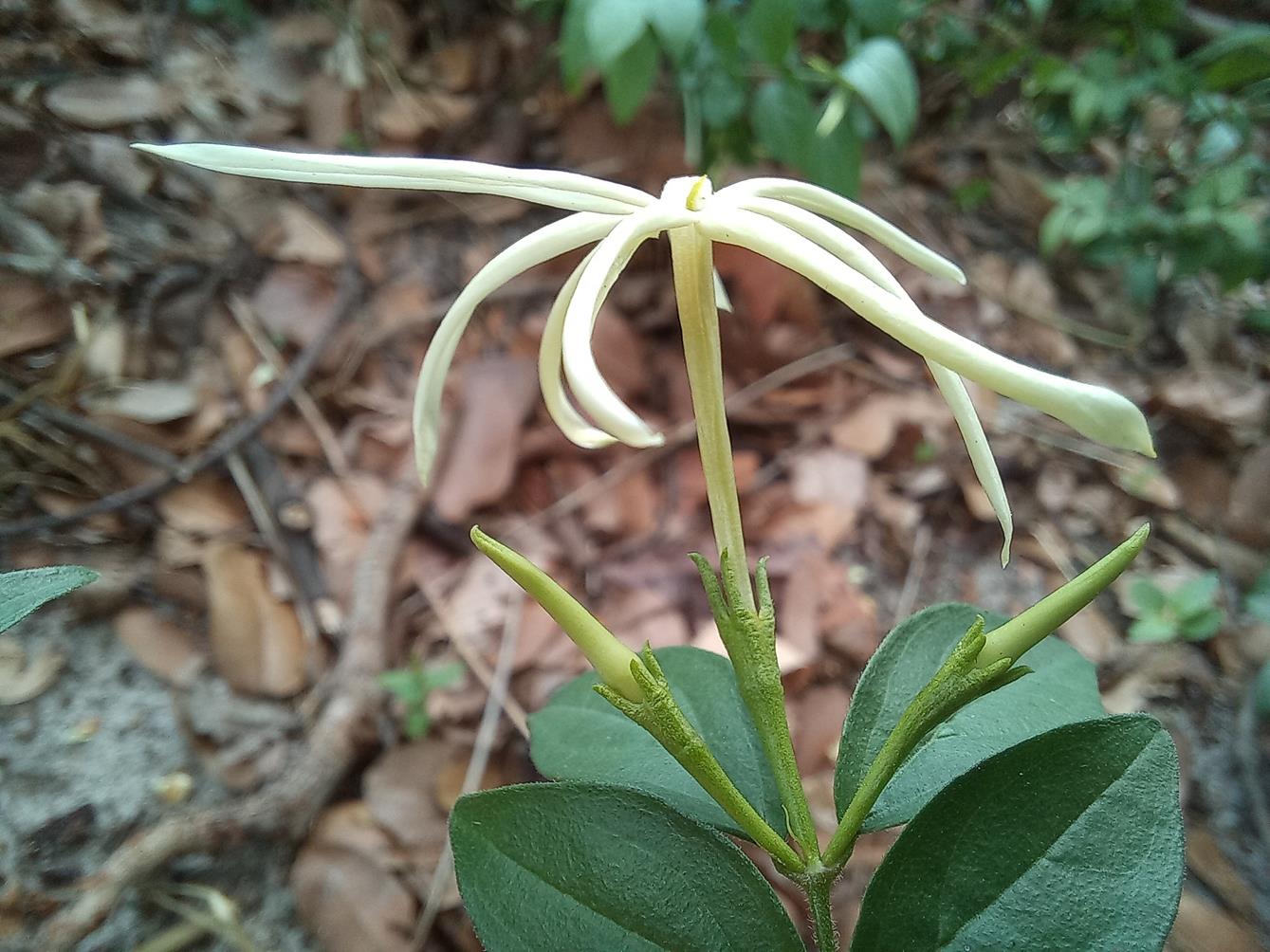 Jasminum streptopus