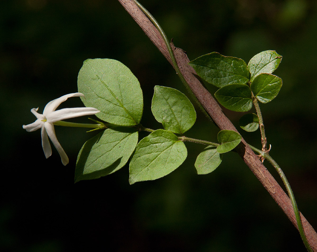Jasminum streptopus