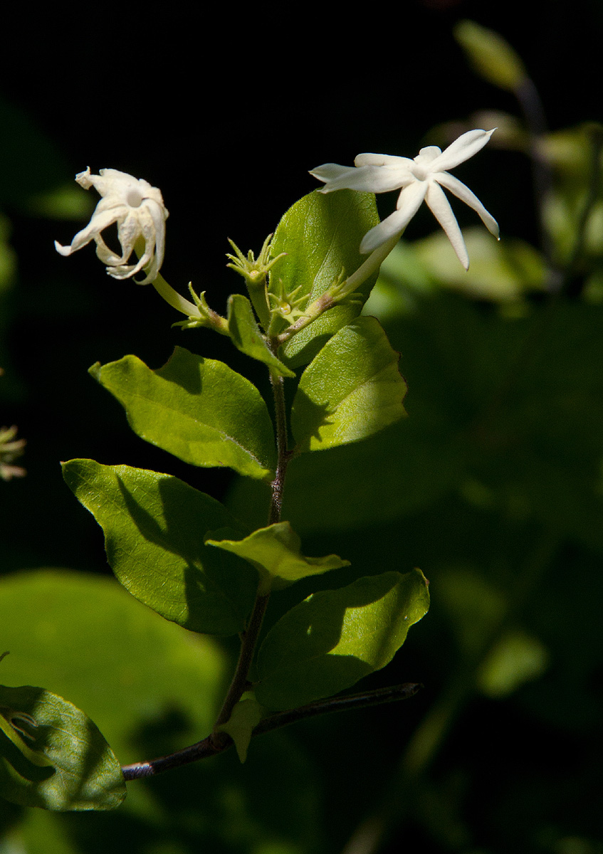 Jasminum streptopus