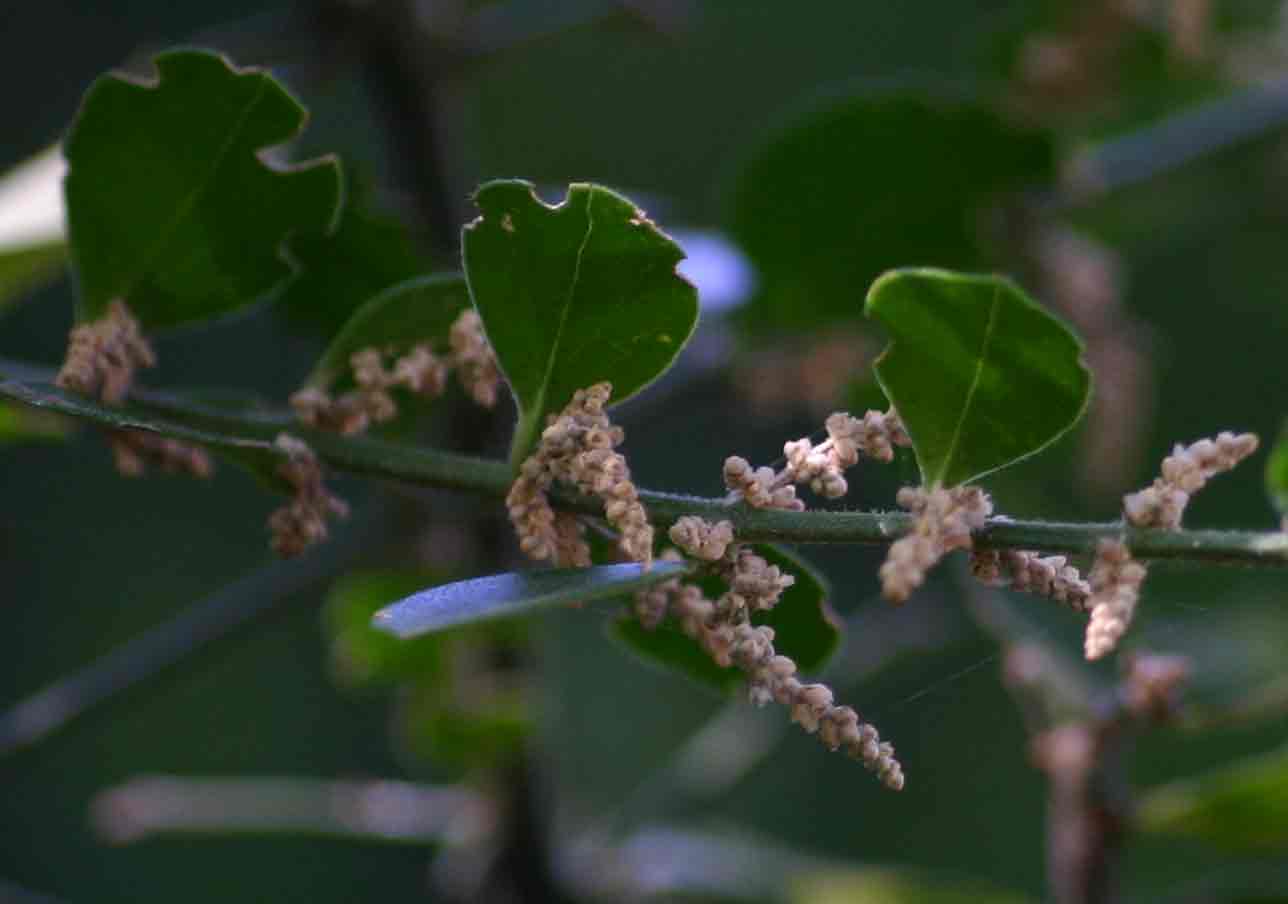 Azima tetracantha Azima tetracantha