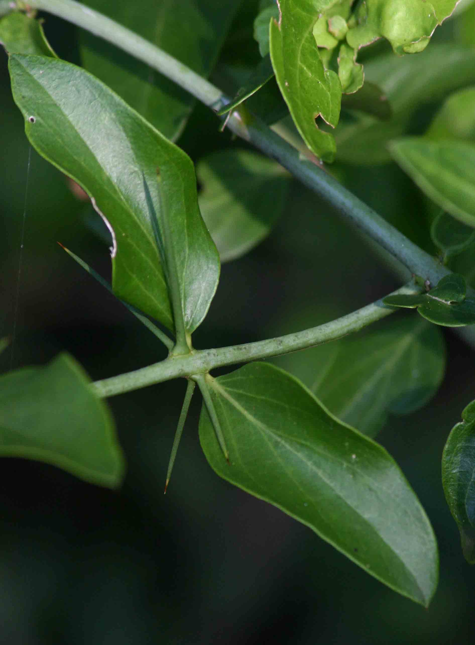 Azima tetracantha Azima tetracantha