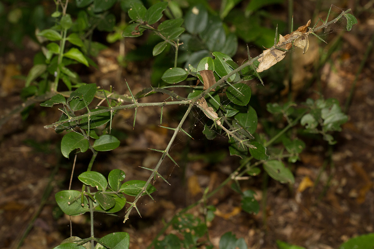 Azima tetracantha Azima tetracantha