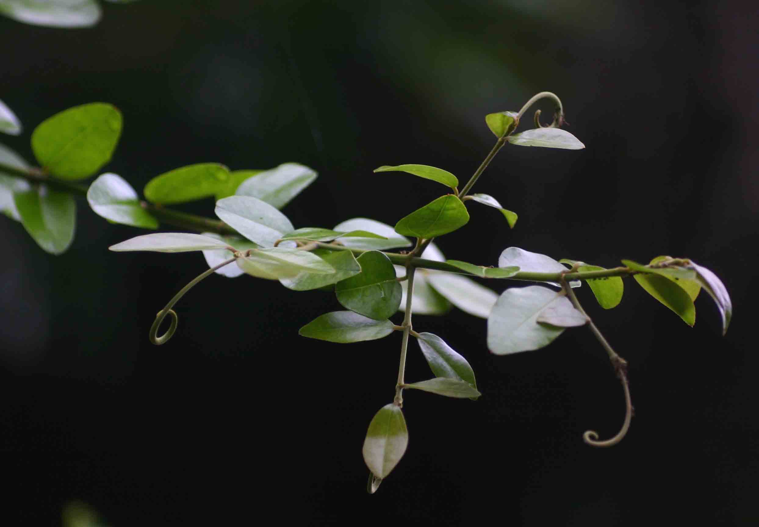 Strychnos angolensis