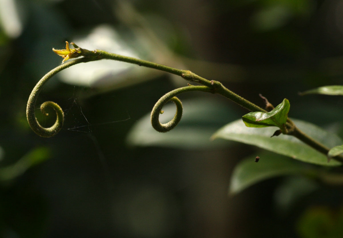 Strychnos angolensis