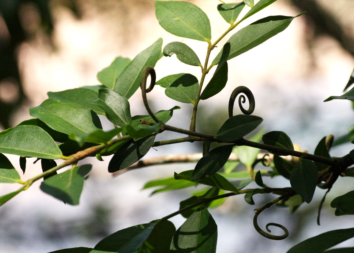 Strychnos angolensis