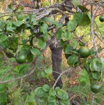 Strychnos cocculoides