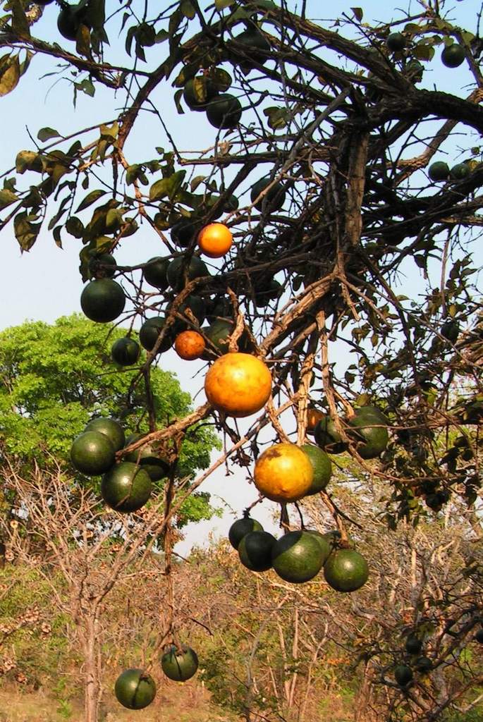 Strychnos cocculoides