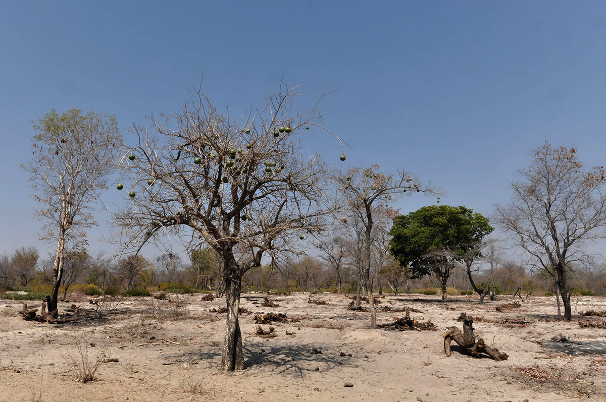 Strychnos cocculoides