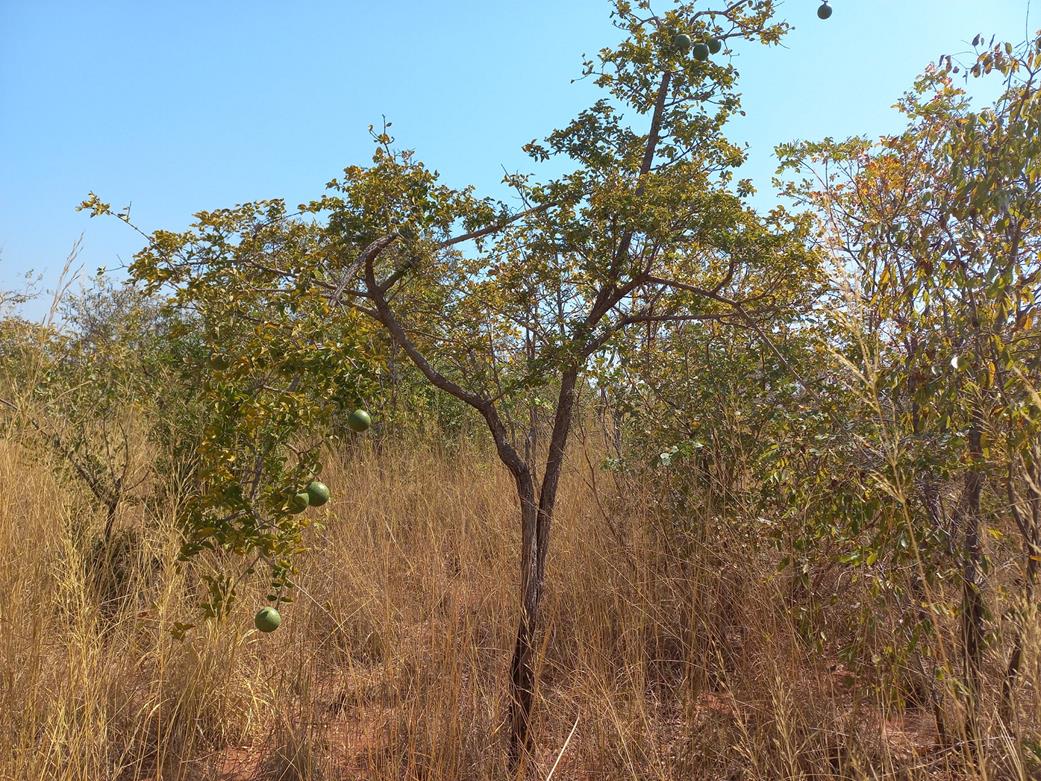 Strychnos cocculoides