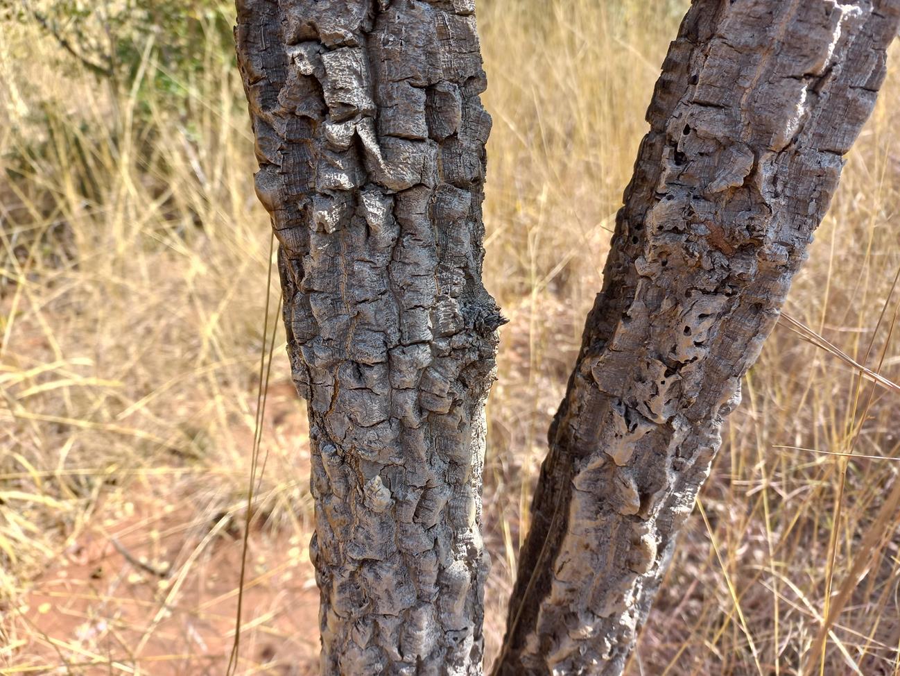 Strychnos cocculoides