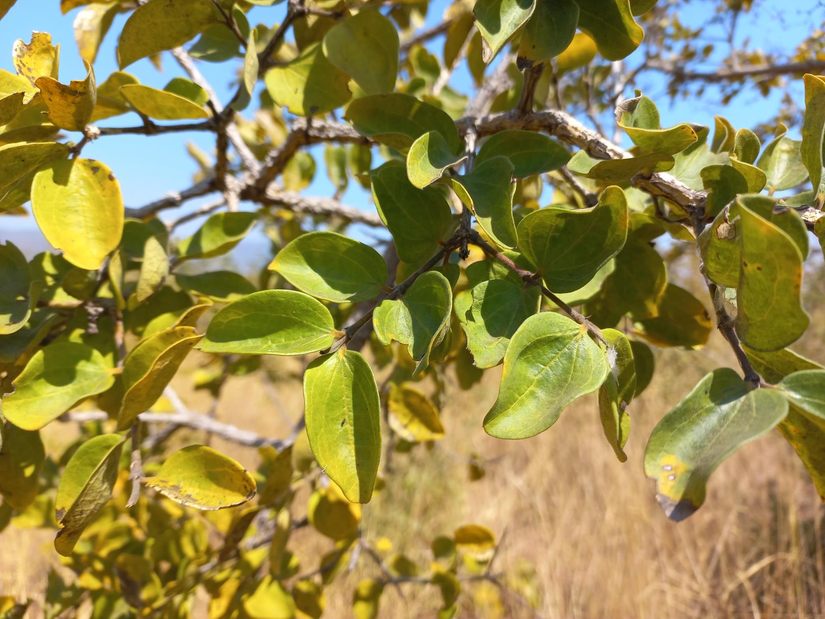 Strychnos cocculoides