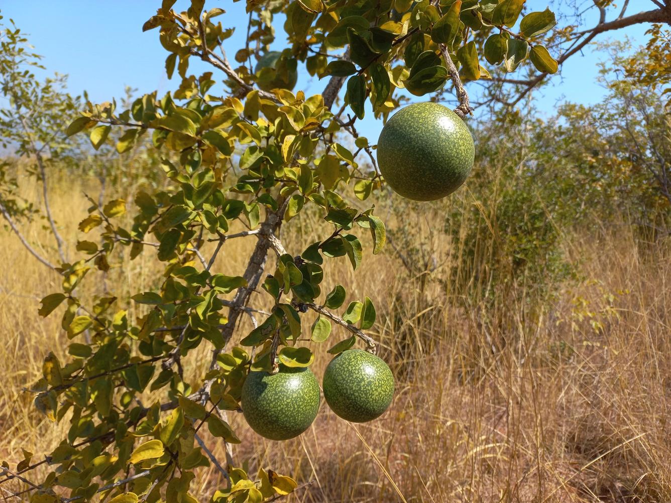 Strychnos cocculoides