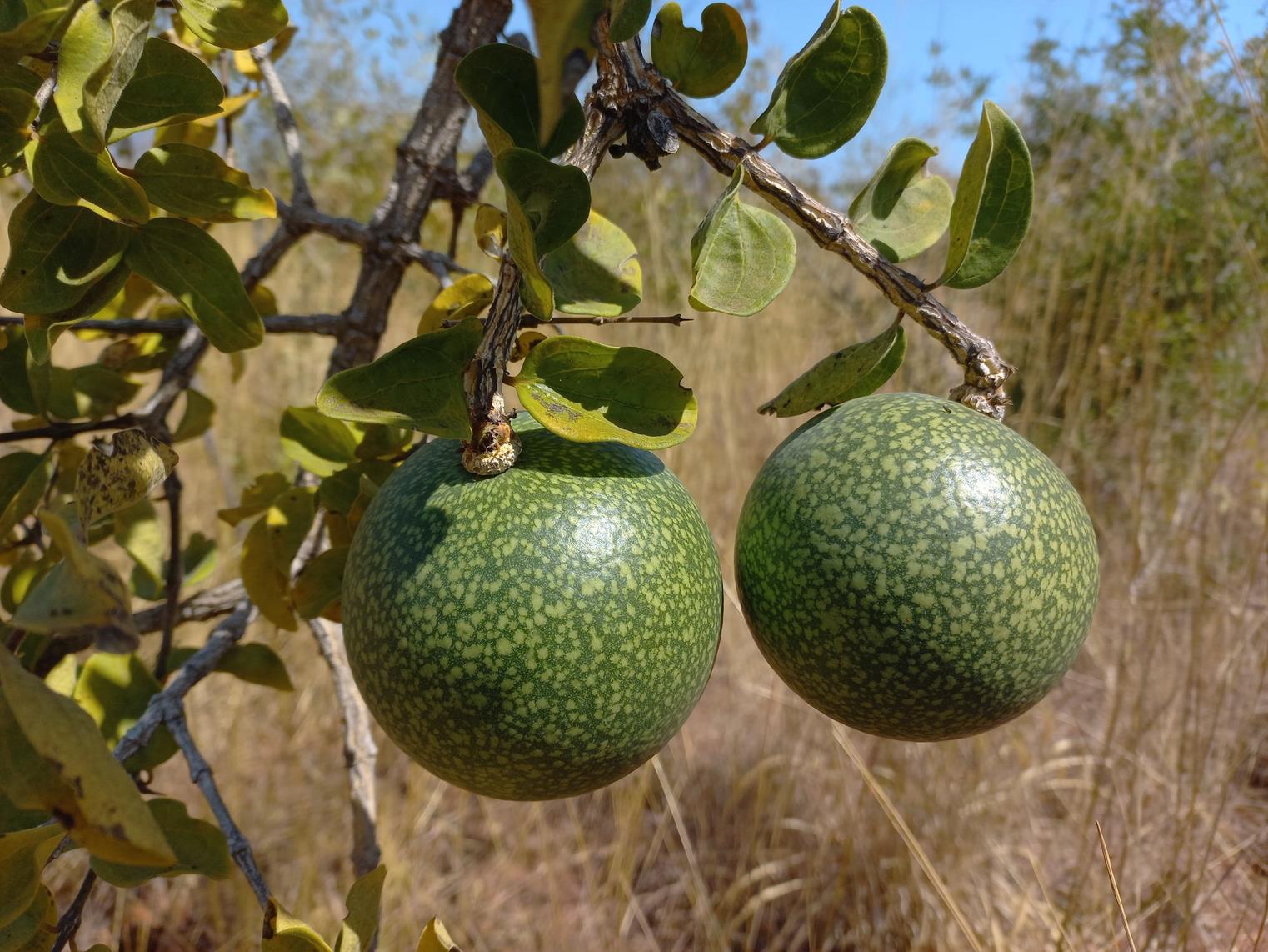 Strychnos cocculoides