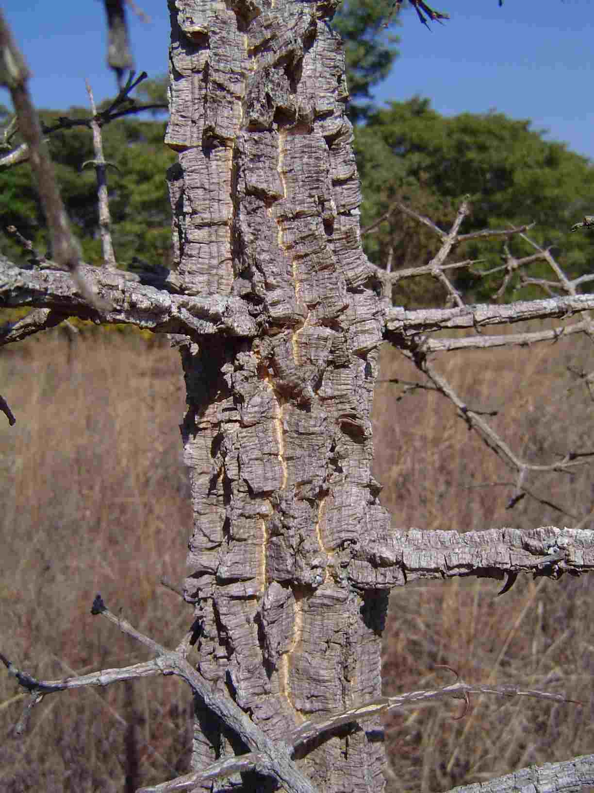 Strychnos cocculoides Strychnos cocculoides