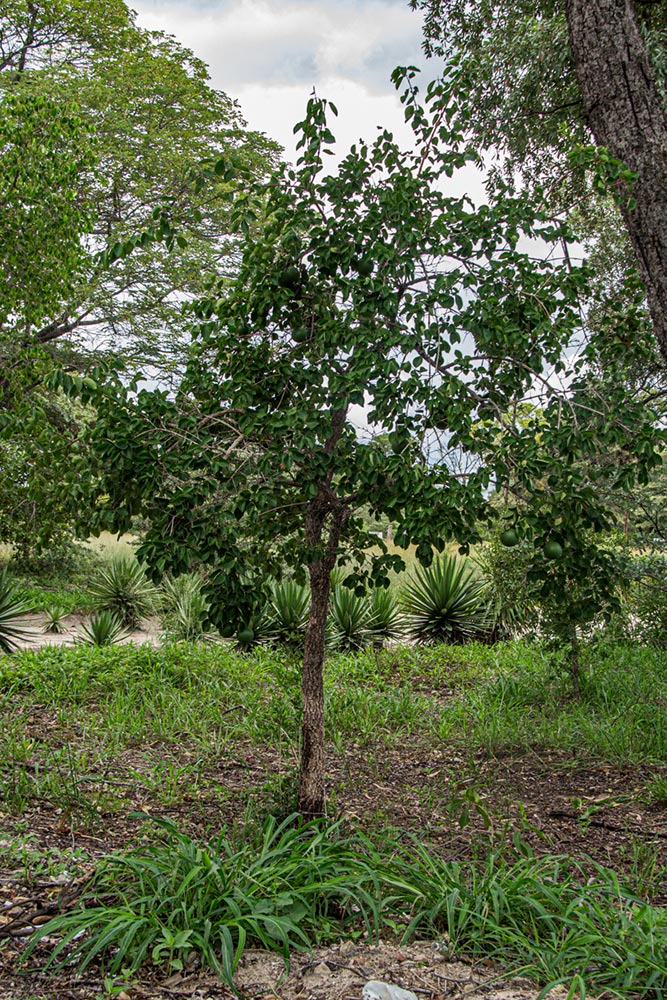 Strychnos cocculoides Strychnos cocculoides