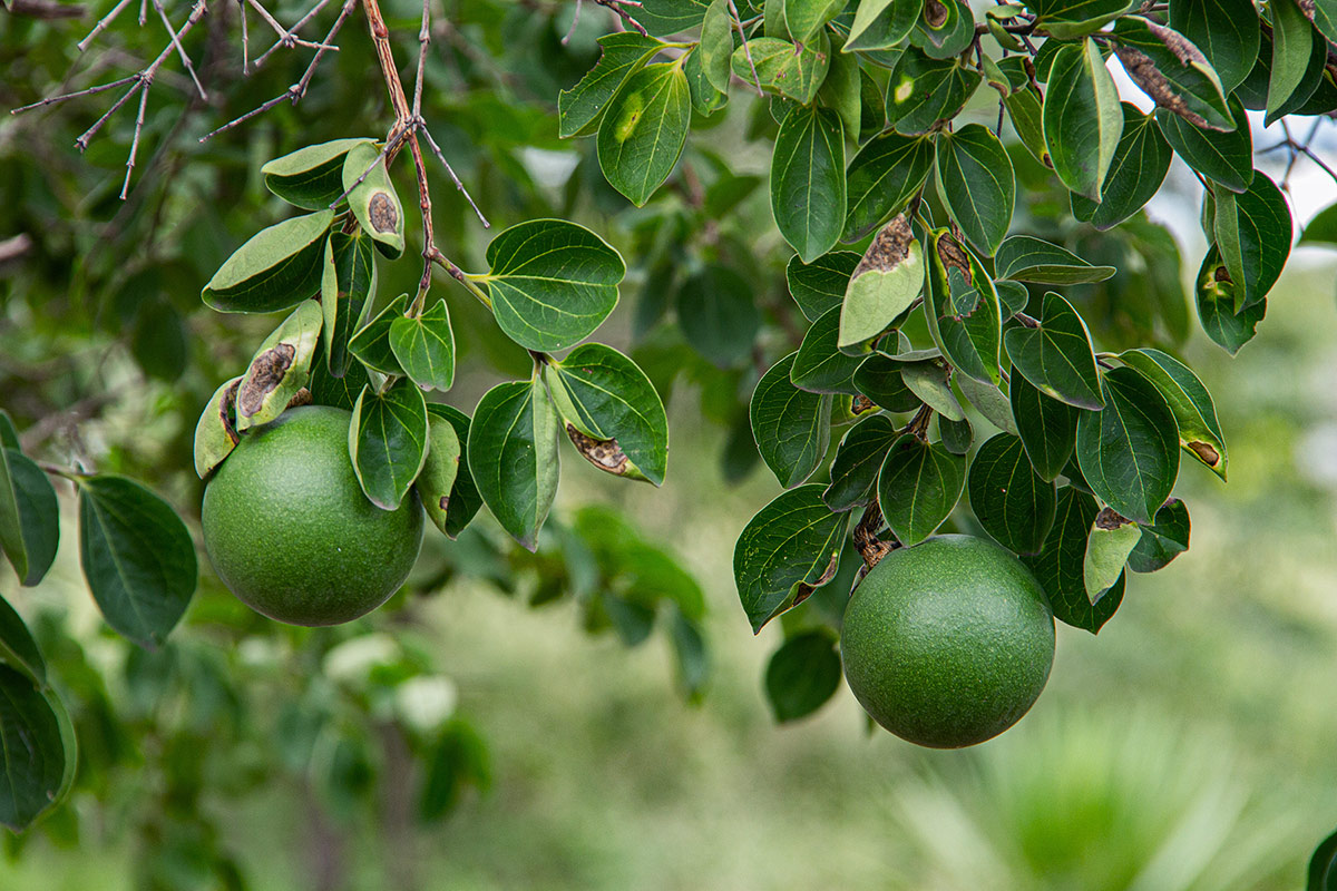 Strychnos cocculoides