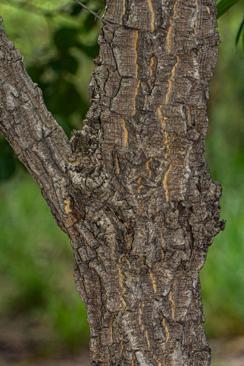 Strychnos cocculoides Strychnos cocculoides