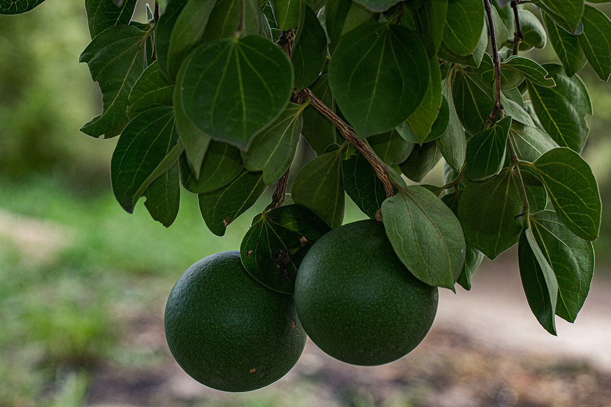 Strychnos cocculoides Strychnos cocculoides