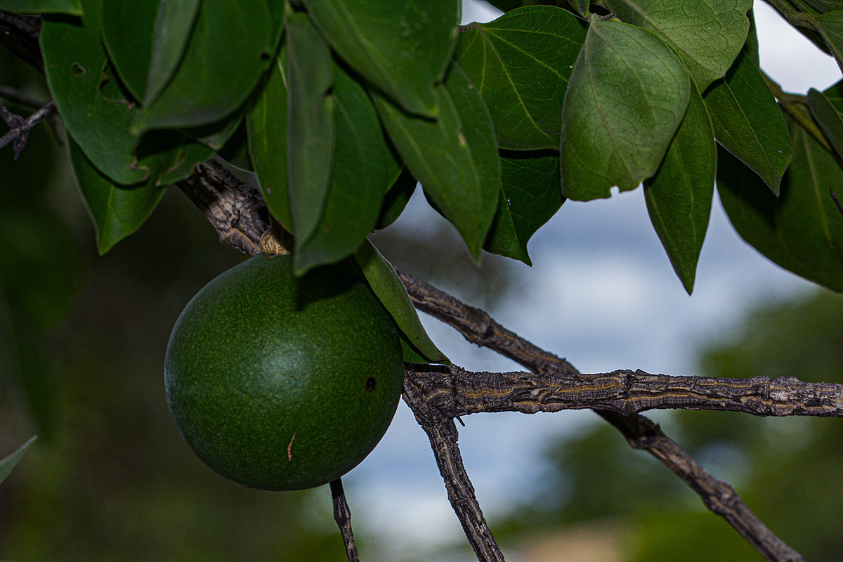 Strychnos cocculoides Strychnos cocculoides