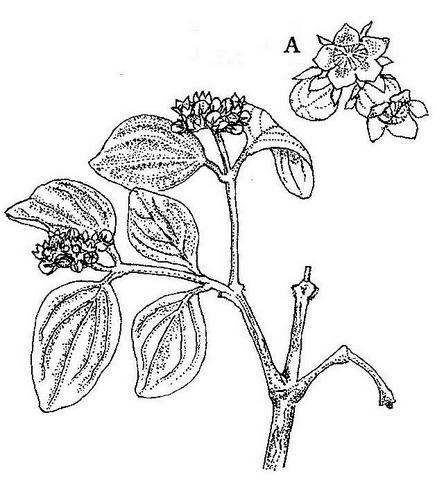 Strychnos cocculoides