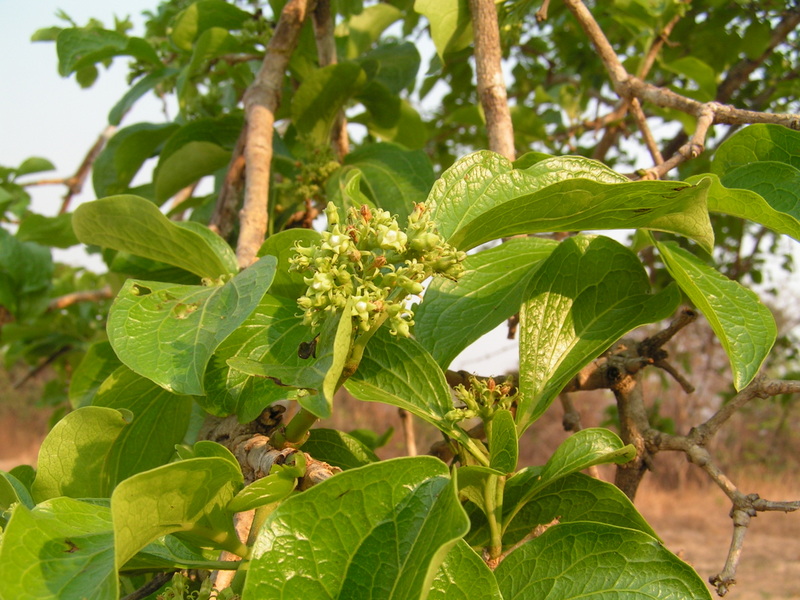 Strychnos cocculoides Strychnos cocculoides