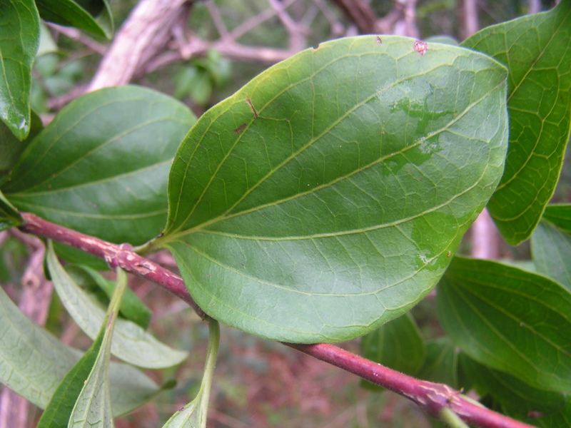 Strychnos cocculoides Strychnos cocculoides