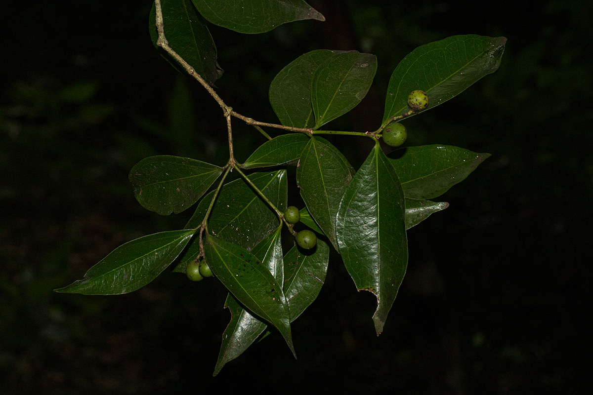 Strychnos henningsii