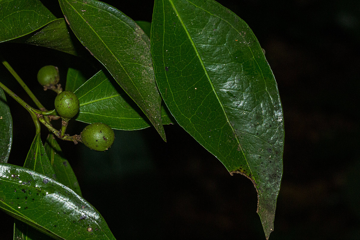 Strychnos henningsii