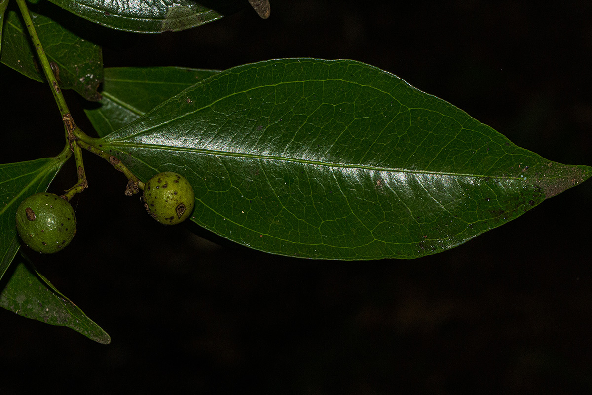 Strychnos henningsii Strychnos henningsii