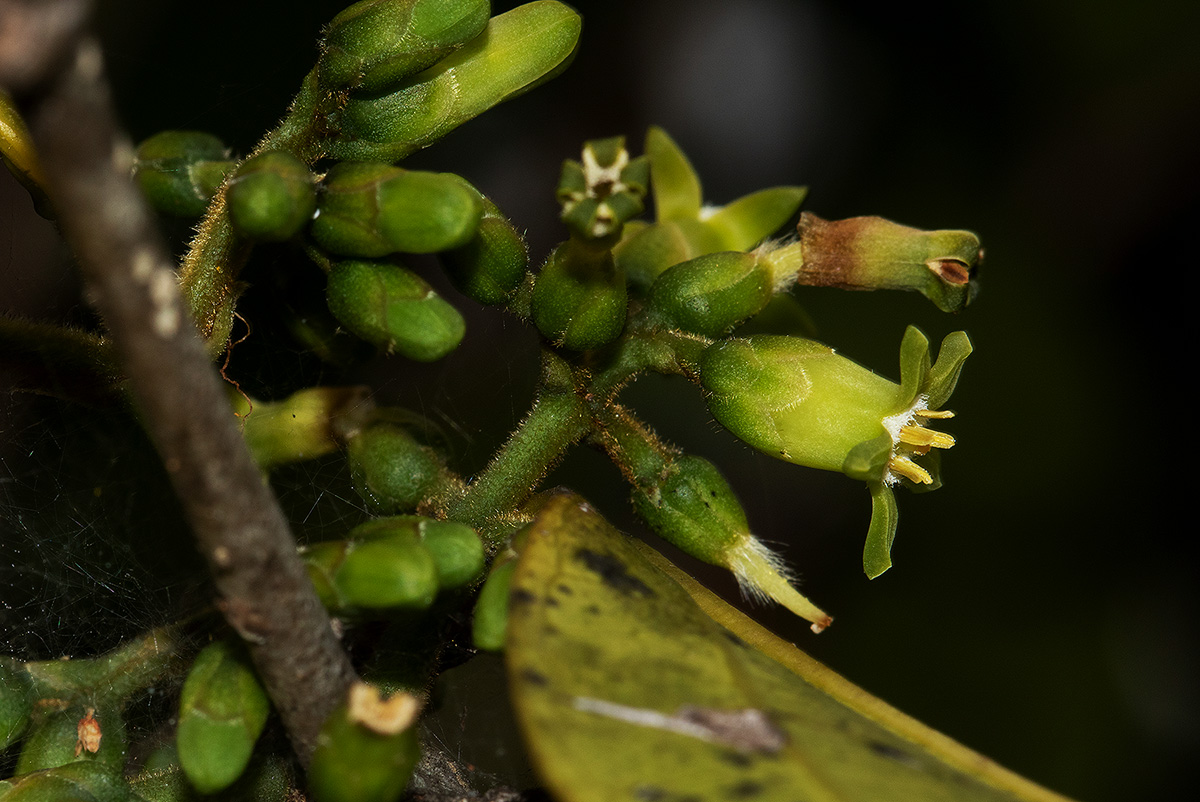 Strychnos lucens Strychnos lucens