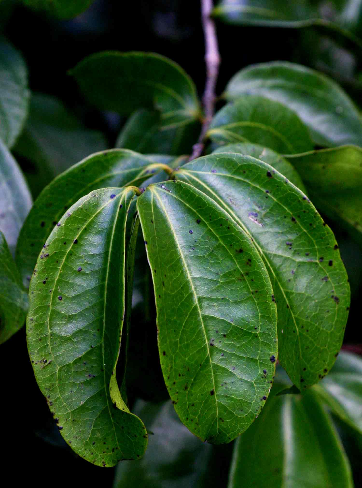 Strychnos lucens Strychnos lucens