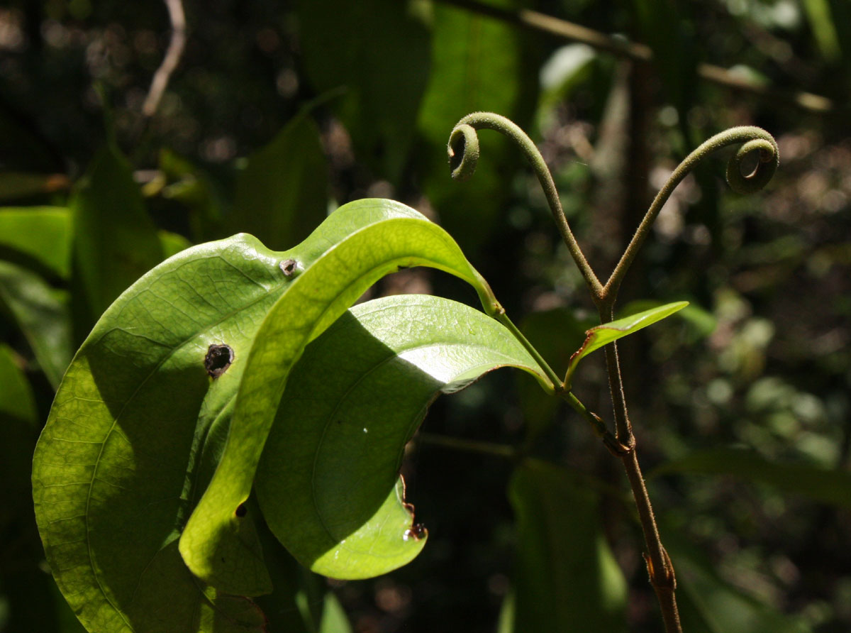 Strychnos lucens Strychnos lucens