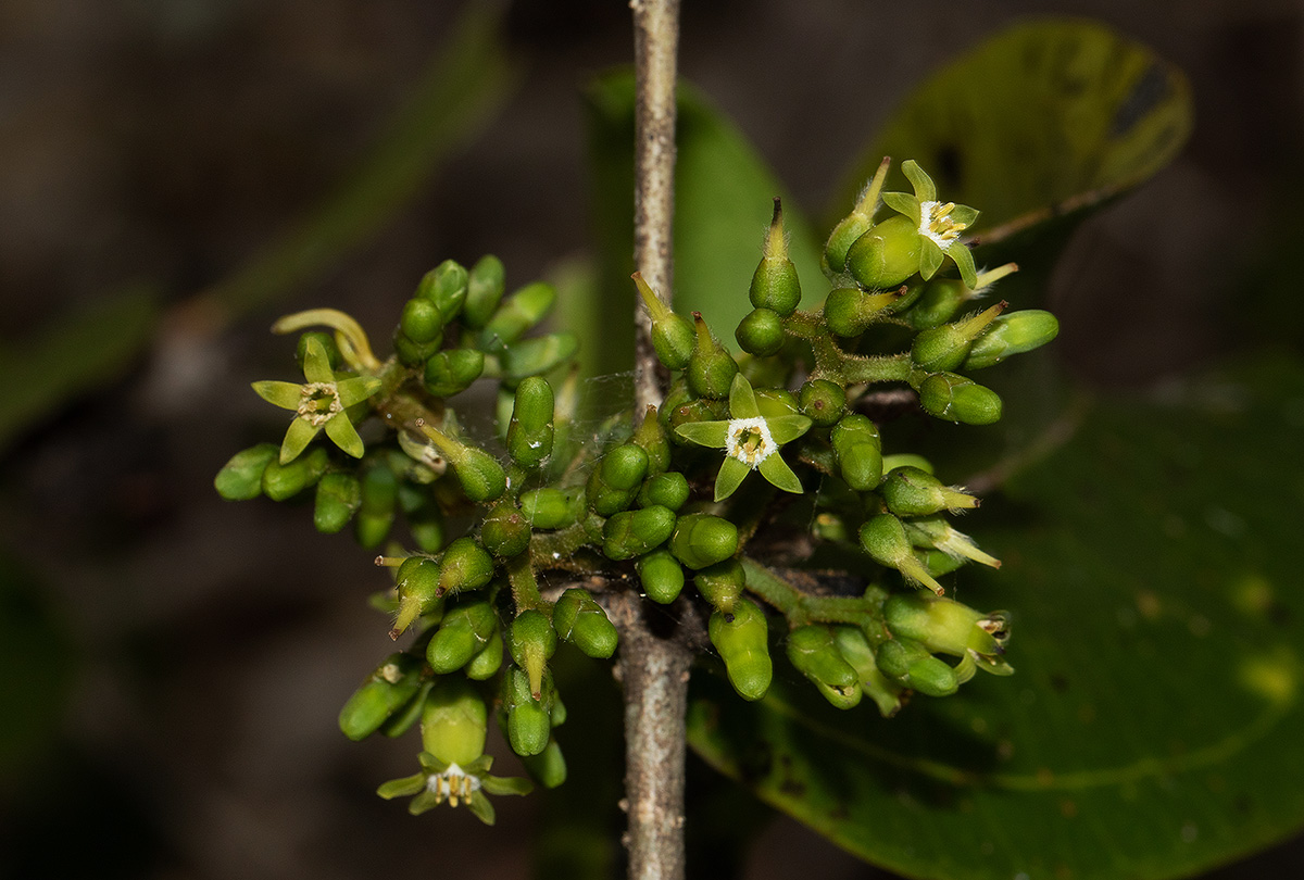 Strychnos lucens Strychnos lucens