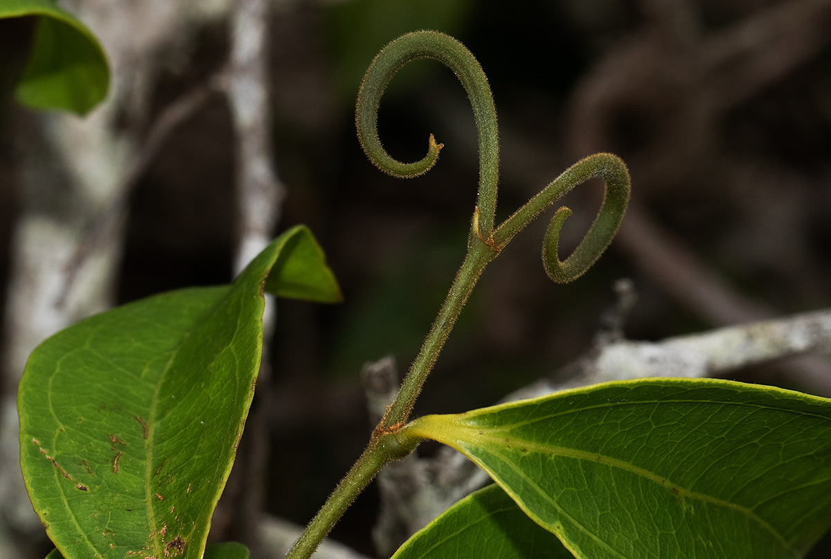 Strychnos lucens Strychnos lucens