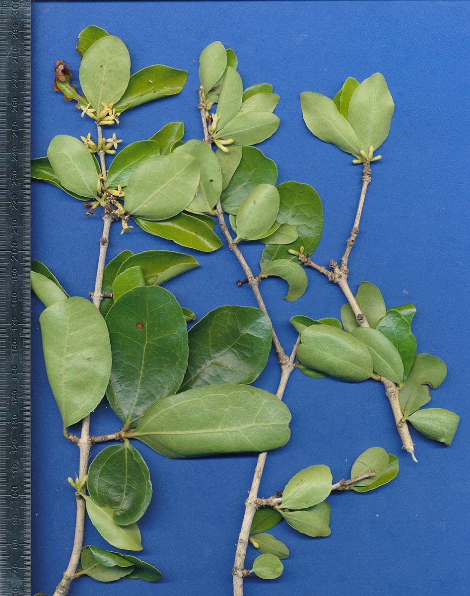 Strychnos madagascariensis Strychnos madagascariensis