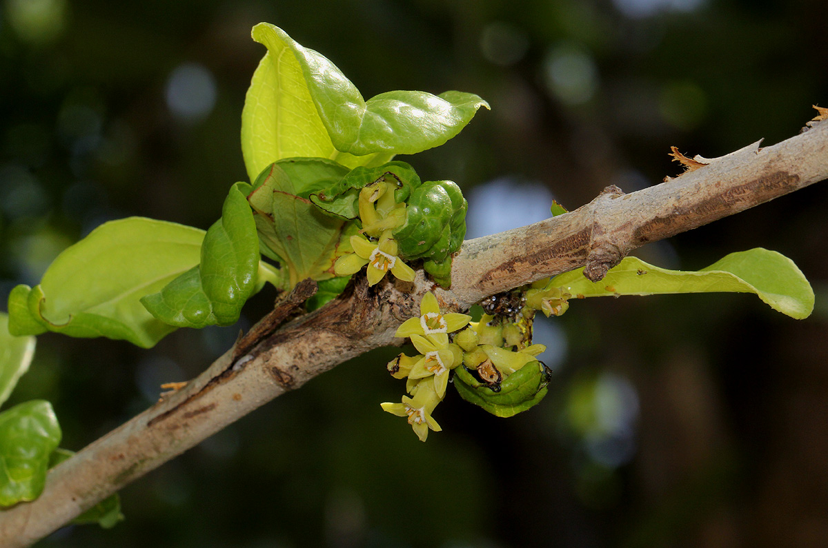 Strychnos madagascariensis Strychnos madagascariensis
