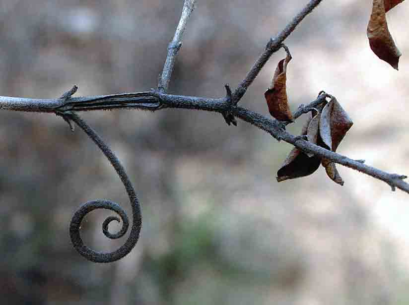 Strychnos matopensis Strychnos matopensis