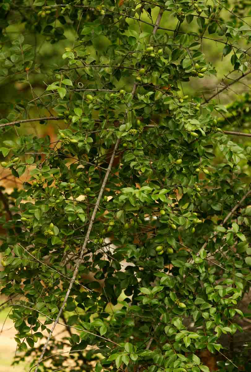 Strychnos matopensis Strychnos matopensis