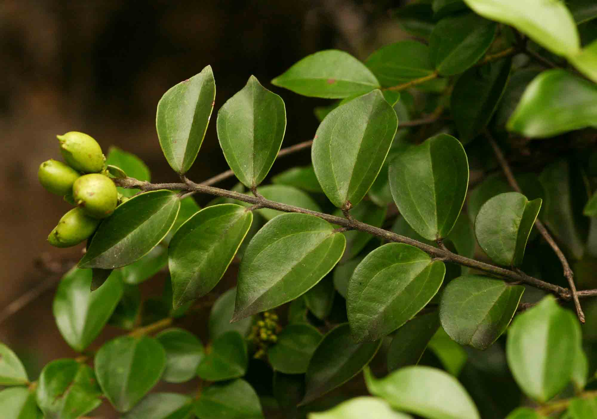 Strychnos matopensis Strychnos matopensis