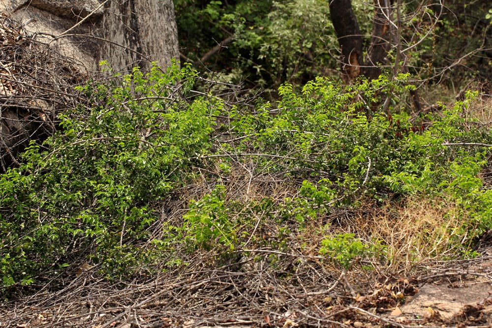 Strychnos matopensis Strychnos matopensis