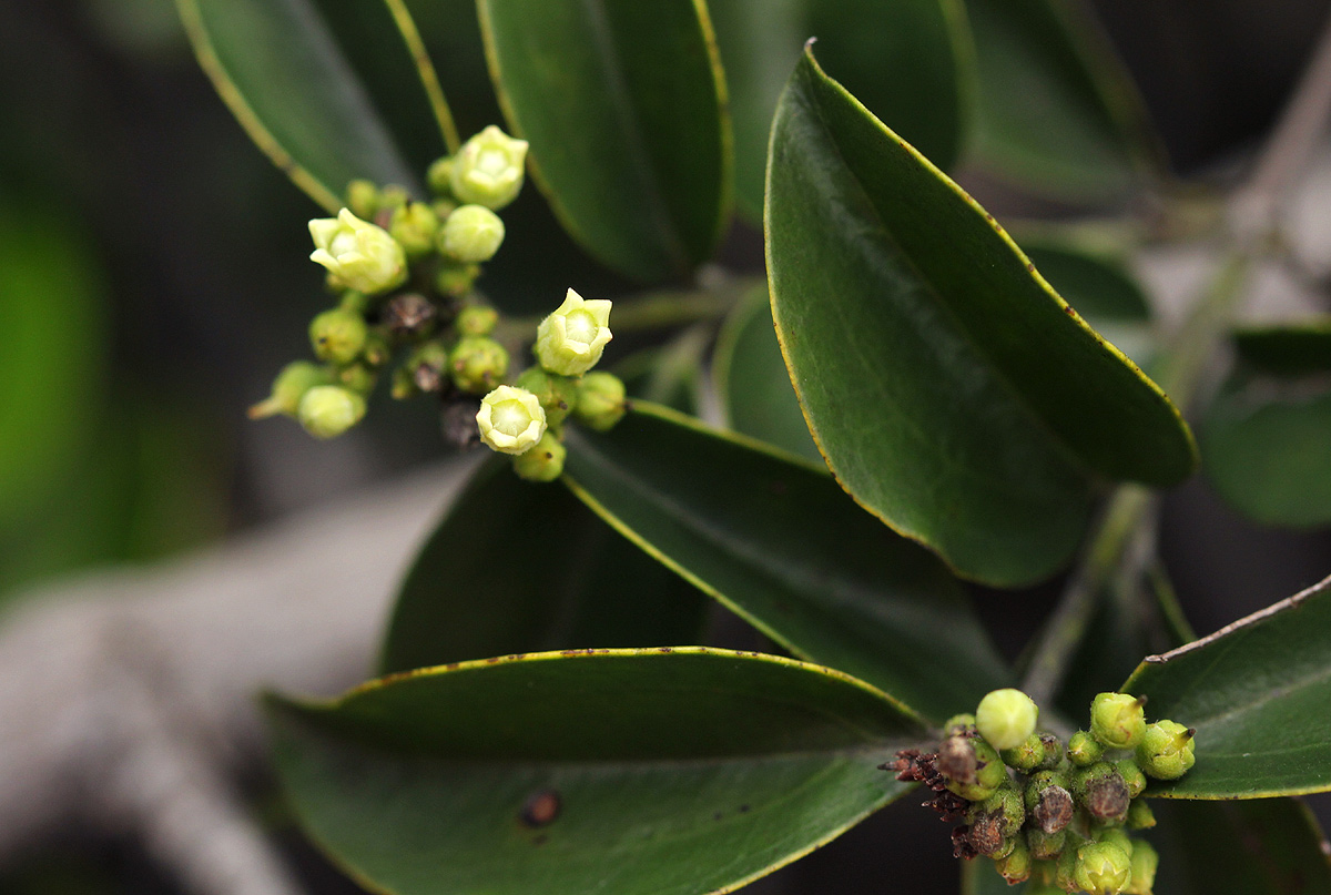 Strychnos matopensis