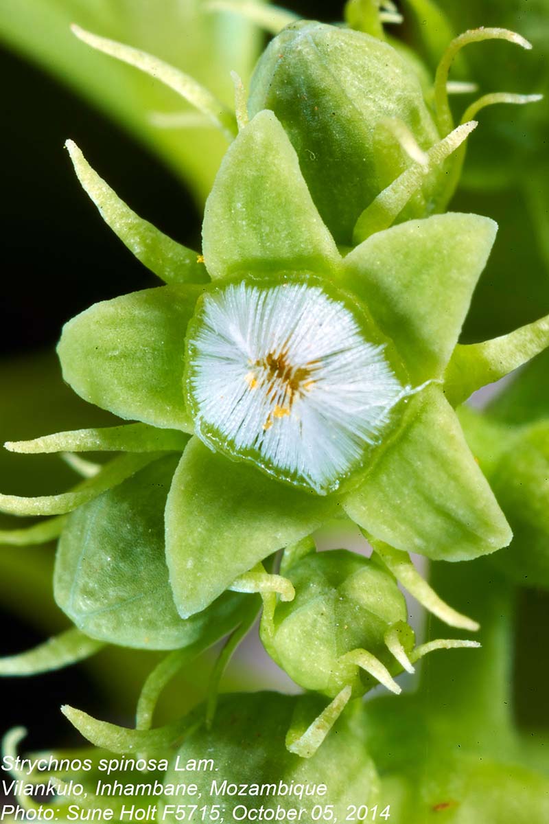 Strychnos spinosa Strychnos spinosa