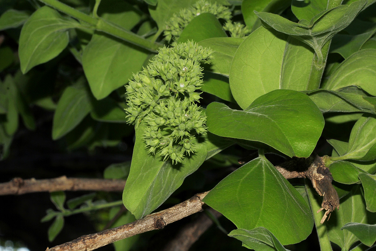 Strychnos spinosa Strychnos spinosa