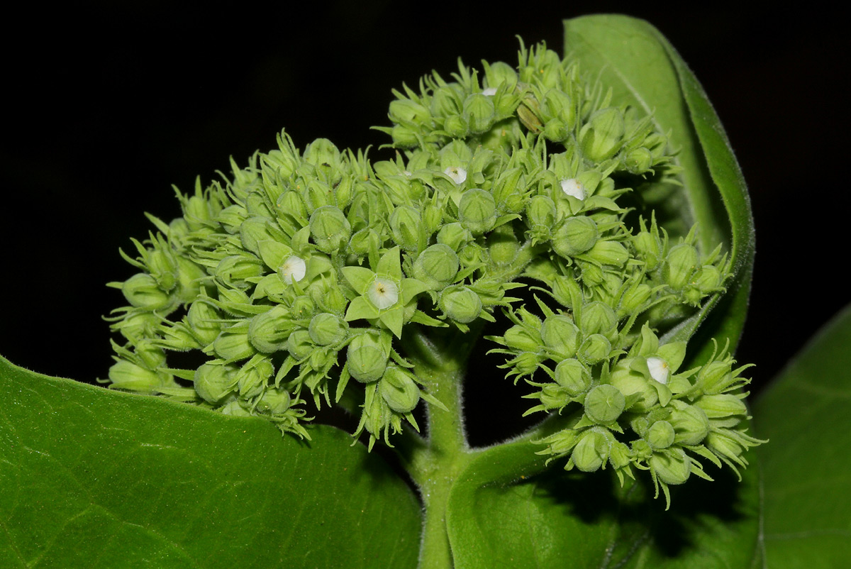 Strychnos spinosa Strychnos spinosa